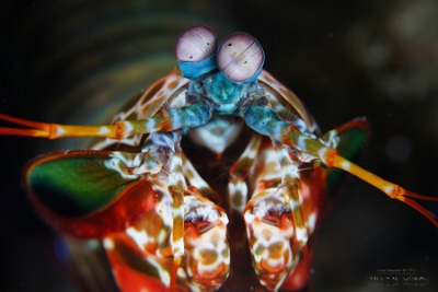 Philippines 2023 - Anilao - DSC07130 Peacock mantis shrimp  Squille multicolore  Odontodactylus scyllarus
